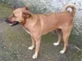 Cachorro ra a SRD idade 1 ano nome Amorosa