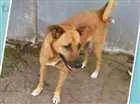 Cachorro raça SRD idade 1 ano nome Amorosa