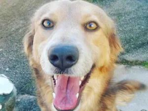 Cachorro raça Viralata idade 2 anos nome Tequila