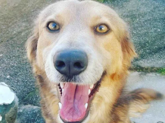 Cachorro ra a Viralata idade 2 anos nome Tequila