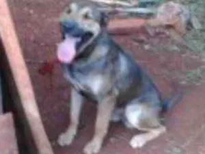 Cachorro raça pastor alemão com fila idade 2 anos nome Aquiles
