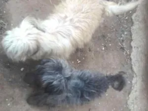 Cachorro raça Puldoo idade 1 ano nome Duque e Lola 