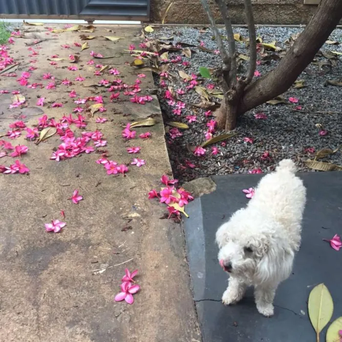 Cachorro ra a poddle idade 2 anos nome Pilula