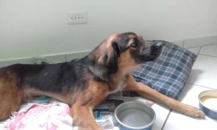 Cachorro ra a SRD idade 2 anos nome Madame
