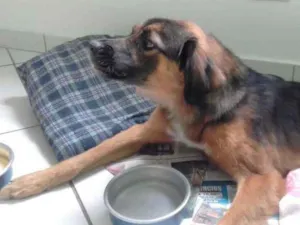 Cachorro raça SRD idade 2 anos nome Madame