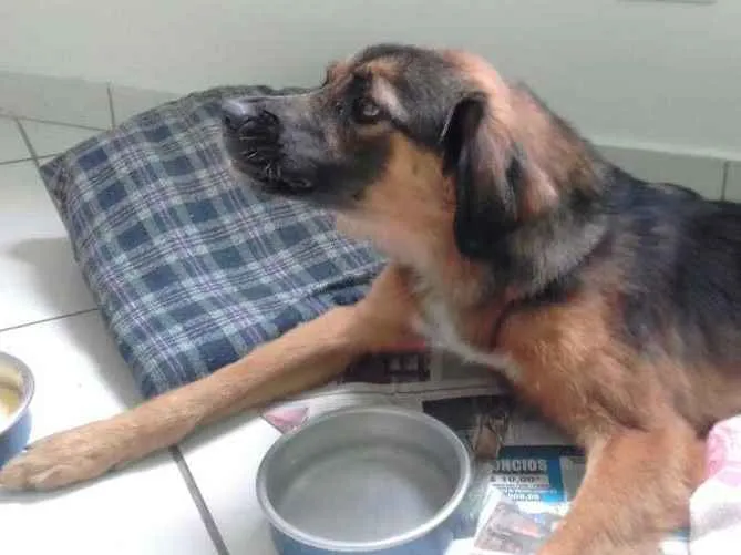 Cachorro ra a SRD idade 2 anos nome Madame