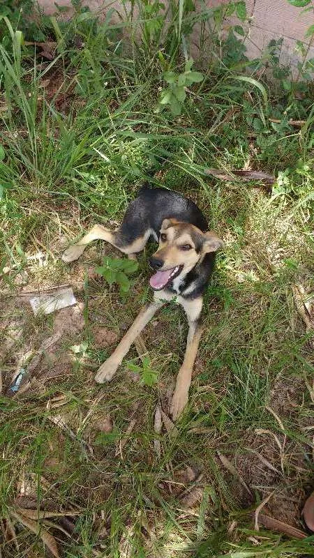 Cachorro ra a Vira lata idade 2 a 6 meses nome Gumball