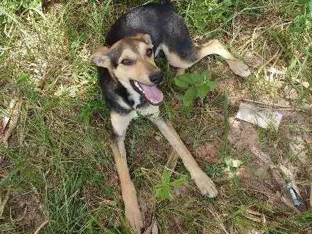 Cachorro ra a Vira lata idade 2 a 6 meses nome Gumball