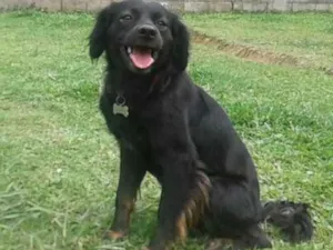 Cachorro raça SRD idade 1 ano nome NOAH
