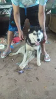 Xakal 