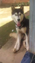 Xakal 