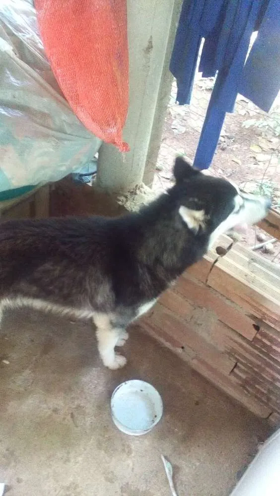Cachorro ra a Husk siberiano idade 7 a 11 meses nome Xakal 