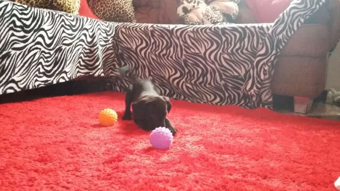 Cachorro raça Labrador  idade Abaixo de 2 meses nome Sem nome definido 