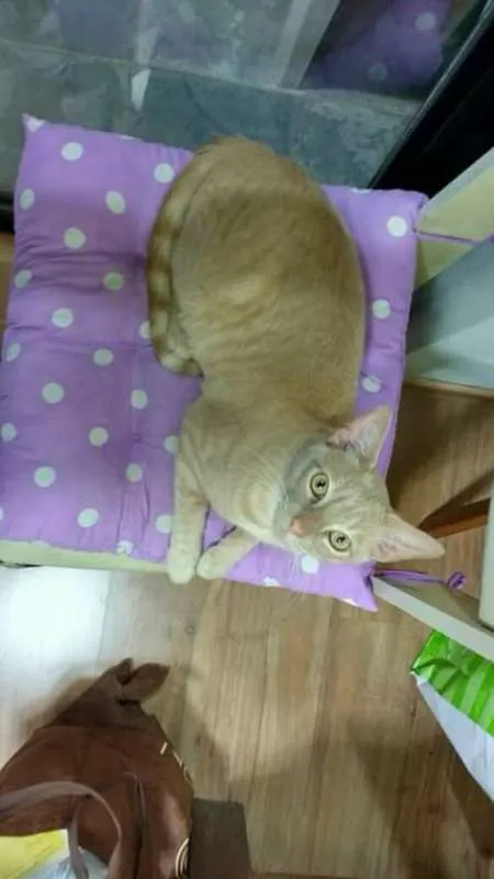 Gato ra a sem raça definida idade 4 anos nome Quindim