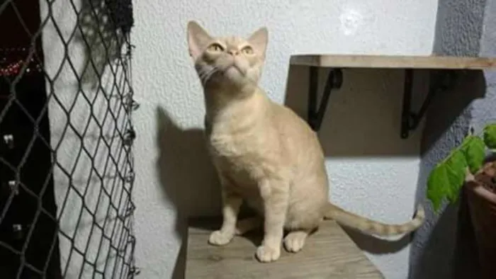 Gato ra a sem raça definida idade 4 anos nome Quindim