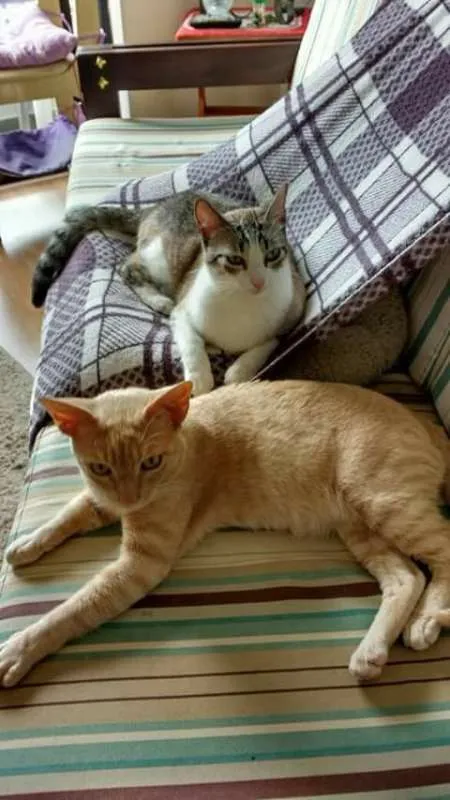 Gato ra a sem raça definida idade 4 anos nome Quindim