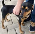 Jake