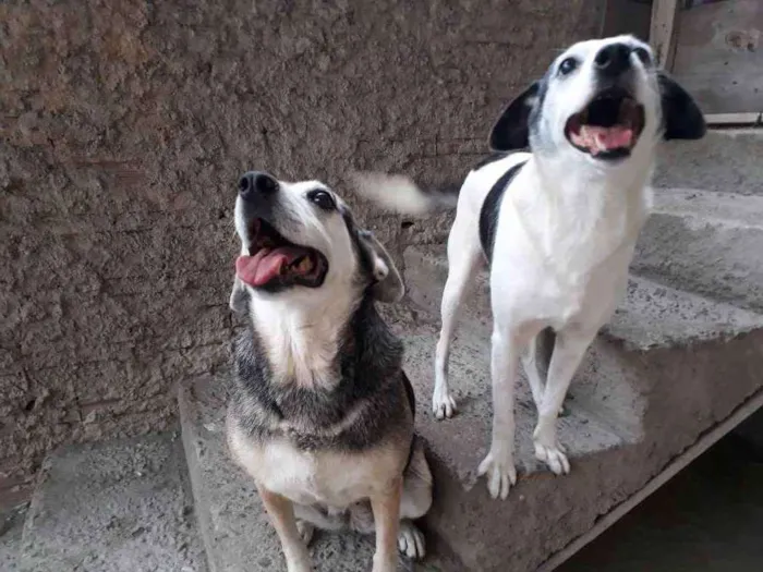 Cachorro ra a Vira-lata idade 6 ou mais anos nome Nick