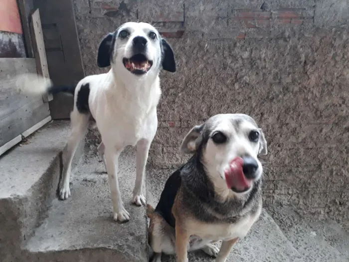 Cachorro ra a Vira-lata idade 6 ou mais anos nome Nina
