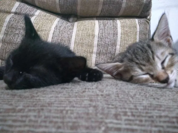 Gato ra a Vira lata idade 2 a 6 meses nome Dora e Preto