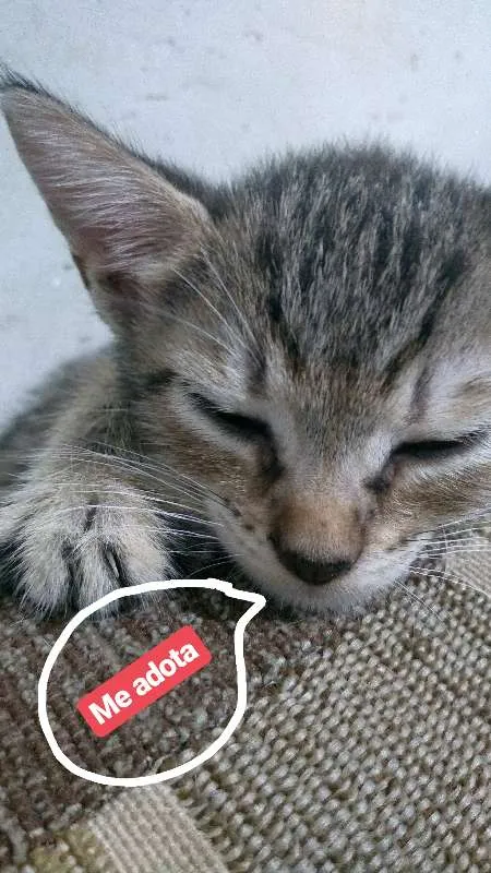 Gato ra a Vira lata idade 2 a 6 meses nome Dora e Preto