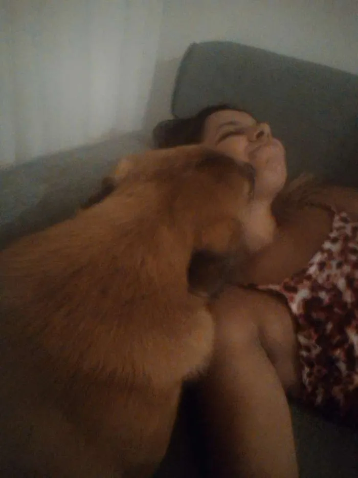 Cachorro ra a Chow Chow misturado idade 2 a 6 meses nome Zico
