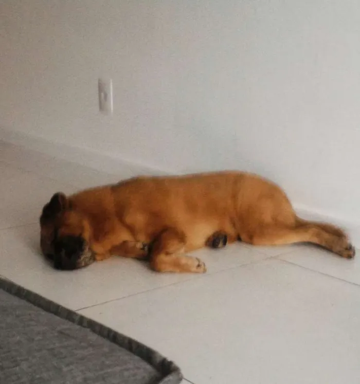 Cachorro ra a Chow Chow misturado idade 2 a 6 meses nome Zico
