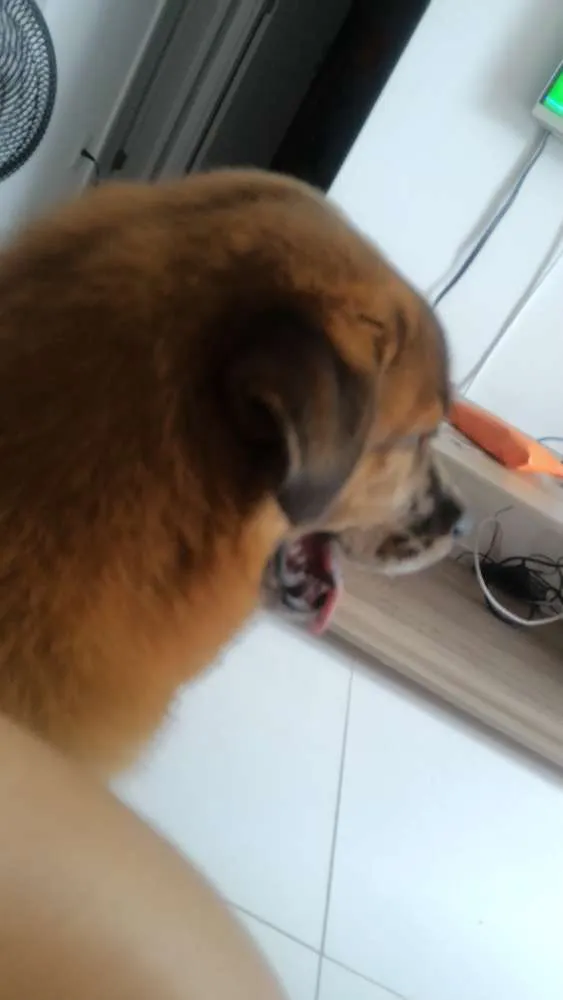 Cachorro ra a Chow Chow misturado idade 2 a 6 meses nome Zico