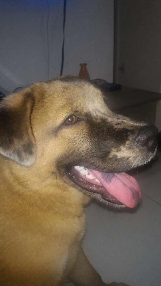 Cachorro ra a Chow Chow misturado idade 2 a 6 meses nome Zico