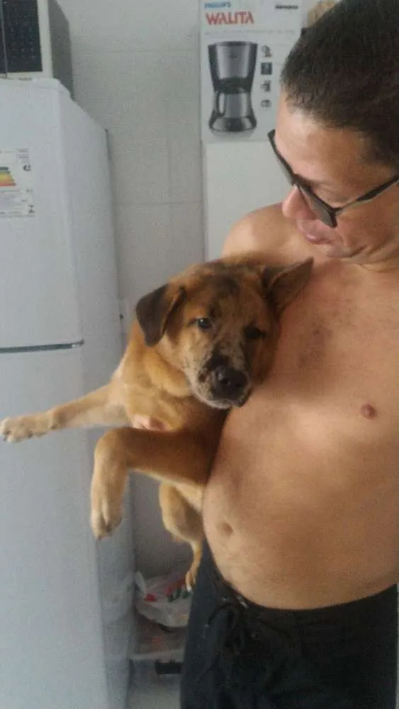 Cachorro ra a Chow Chow misturado idade 2 a 6 meses nome Zico