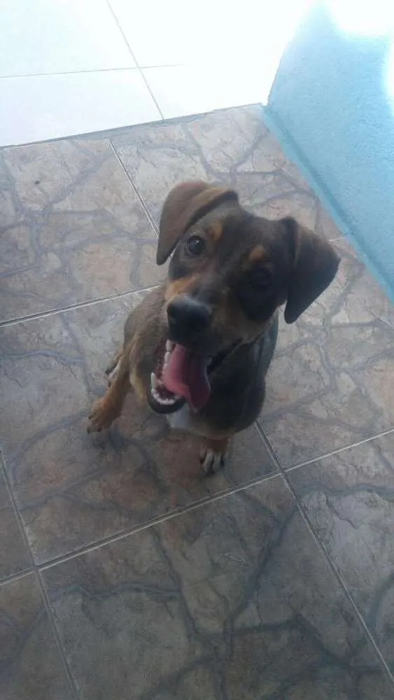 Cachorro ra a Vira lata idade 1 ano nome Sorriso
