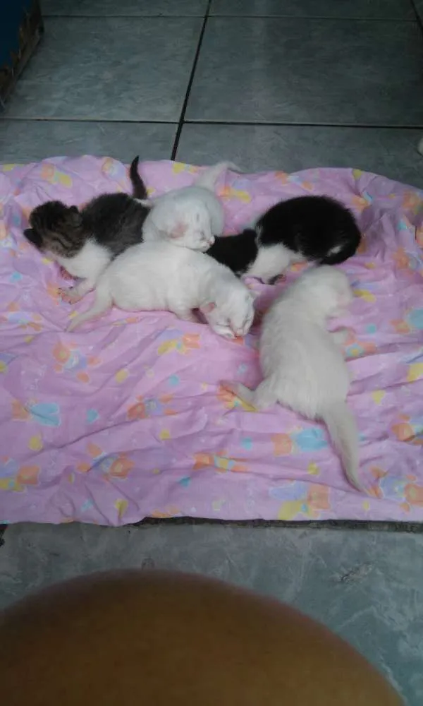 Gato raça não tem raça  idade Abaixo de 2 meses nome não tem nome ...são 