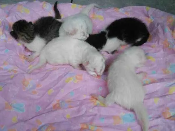 Gato raça não tem raça  idade Abaixo de 2 meses nome não tem nome ...são 