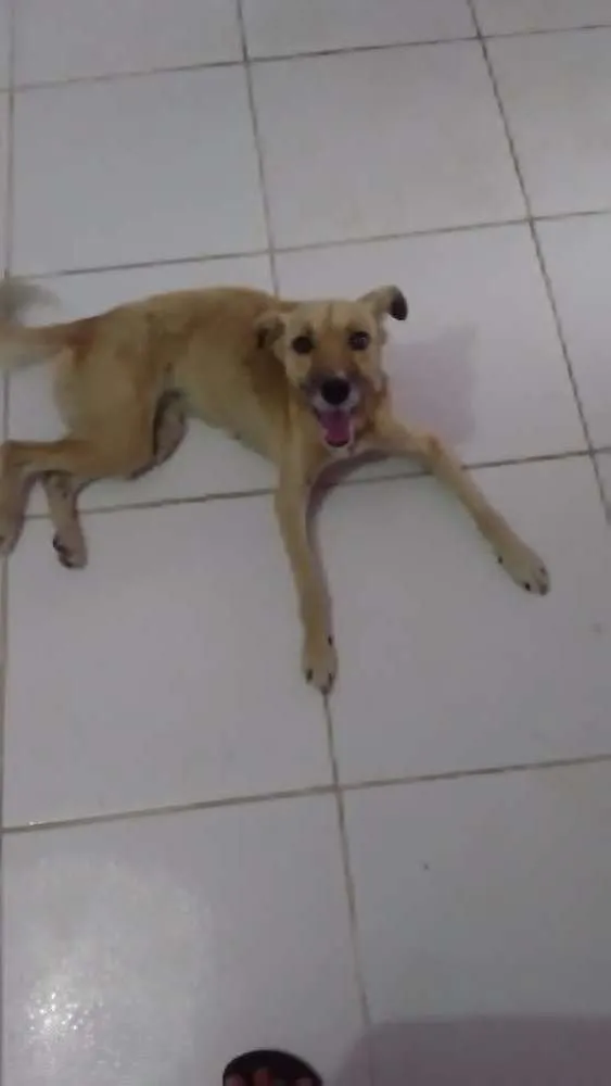 Cachorro ra a Vira lata idade 2 anos nome Chiquinha