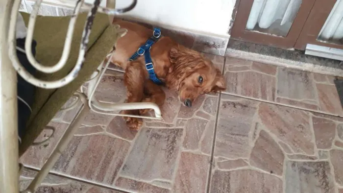 Cachorro raça Cocker spaniel inglês  idade 2 a 6 meses nome Paçoca