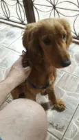 Paçoca