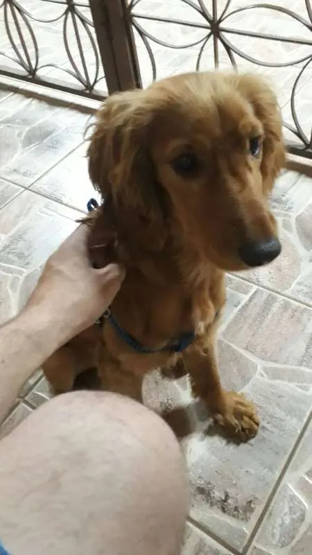 Cachorro raça Cocker spaniel inglês  idade 2 a 6 meses nome Paçoca