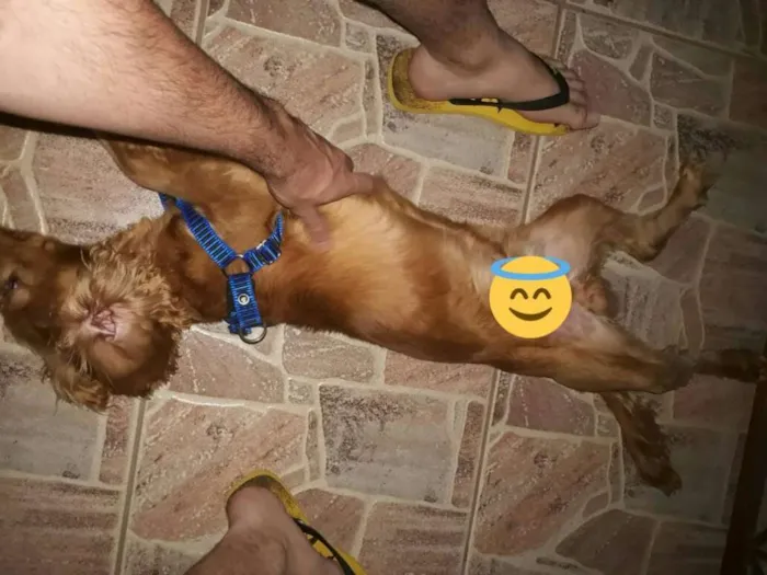 Cachorro raça Cocker spaniel inglês  idade 2 a 6 meses nome Paçoca