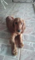 Paçoca