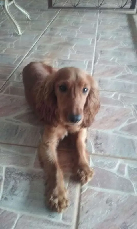 Cachorro raça Cocker spaniel inglês  idade 2 a 6 meses nome Paçoca