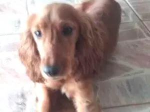 Cachorro raça Cocker spaniel inglês  idade 2 a 6 meses nome Paçoca