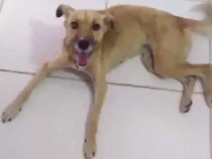 Cachorro raça Vira lata idade 2 anos nome Chiquinha