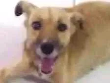 Cachorro ra a Vira lata idade 2 anos nome Chiquinha