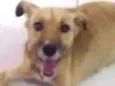Chiquinha