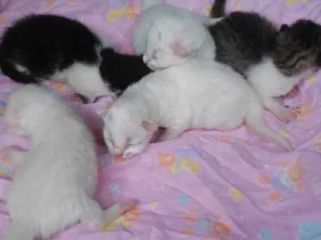 Gato raça não tem raça  idade Abaixo de 2 meses nome não tem nome ...são 