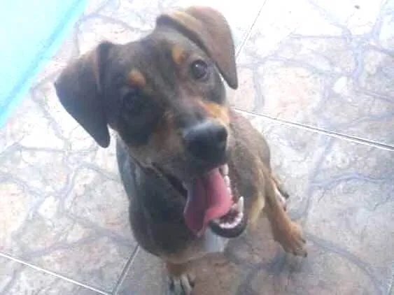 Cachorro ra a Vira lata idade 1 ano nome Sorriso
