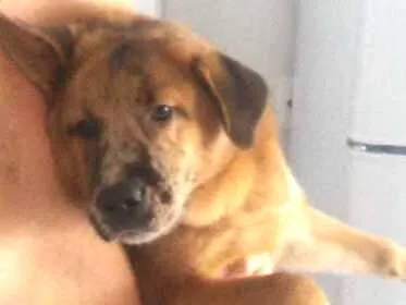 Cachorro ra a Chow Chow misturado idade 2 a 6 meses nome Zico