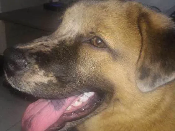 Cachorro ra a Chow Chow misturado idade 2 a 6 meses nome Zico
