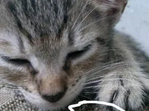 Gato raça Vira lata idade 2 a 6 meses nome Dora e Preto