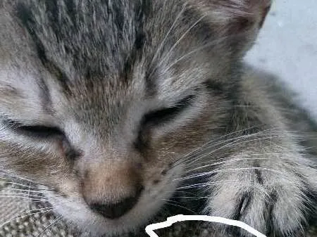 Gato ra a Vira lata idade 2 a 6 meses nome Dora e Preto